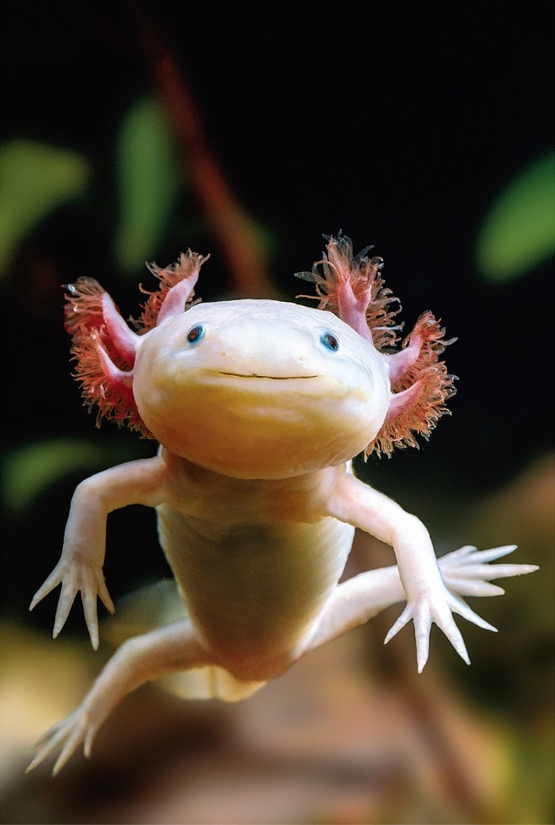 Bật Mí Bí Mật Kinh Khủng Của Cá Khủng Long 6 Sừng Axolotl