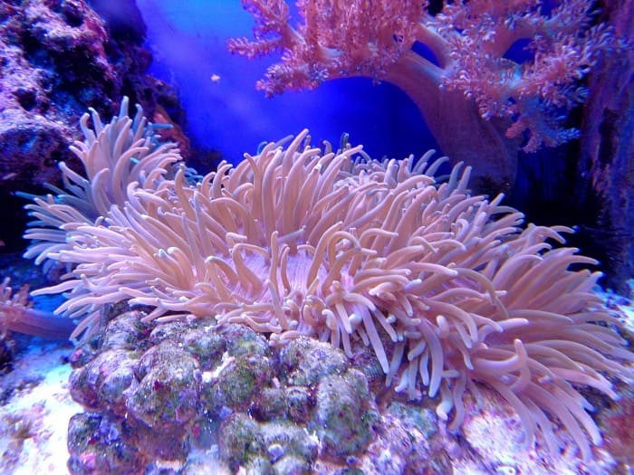 rạn san hô